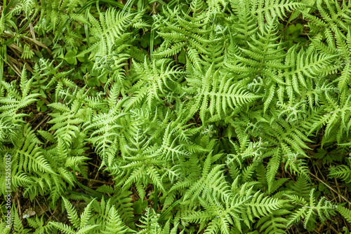 Green texture fern. Fern with green leaves on a natural background.