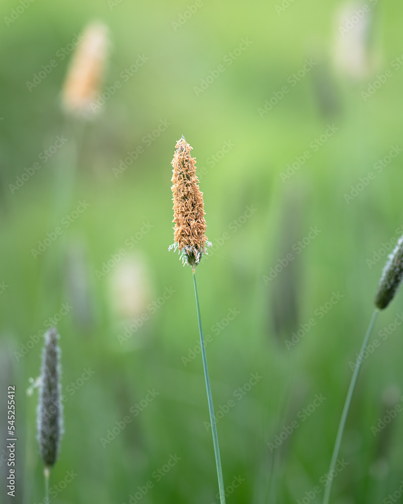 Grass in Spring