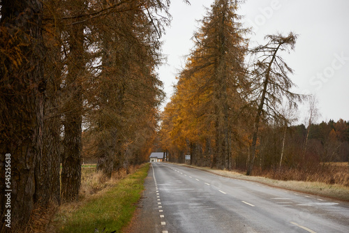 Road in the alley of larch on the autumn day, selective focus