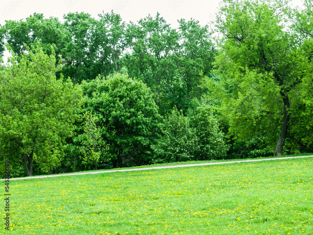 Fototapeta premium parkland grass lawn with dandelions at the green hill slope