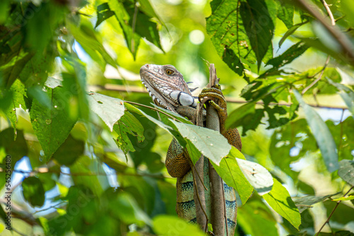 Wild iguana  photo