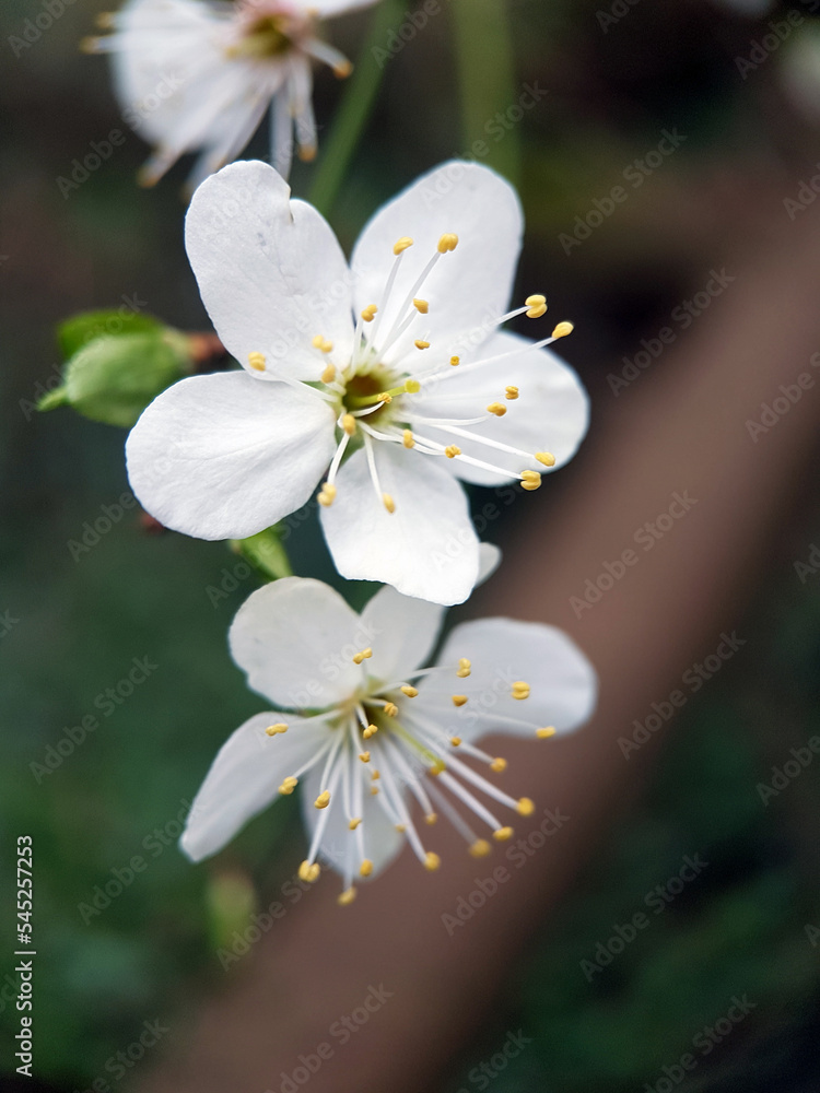 Macro white blossom flower green leaf summer garden Macro white blossom flower green leaf summer garden