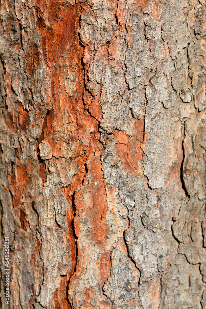 Serbian spruce Serbian spruce