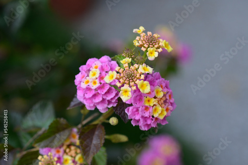 Shrub verbena flower