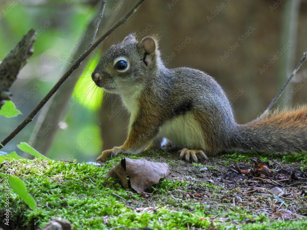 Juvenile squirrel in Ontario, Canada Juvenile squirrel in Ontario, Canada