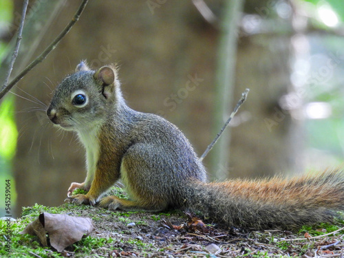 Juvenile squirrel in Ontario, Canada