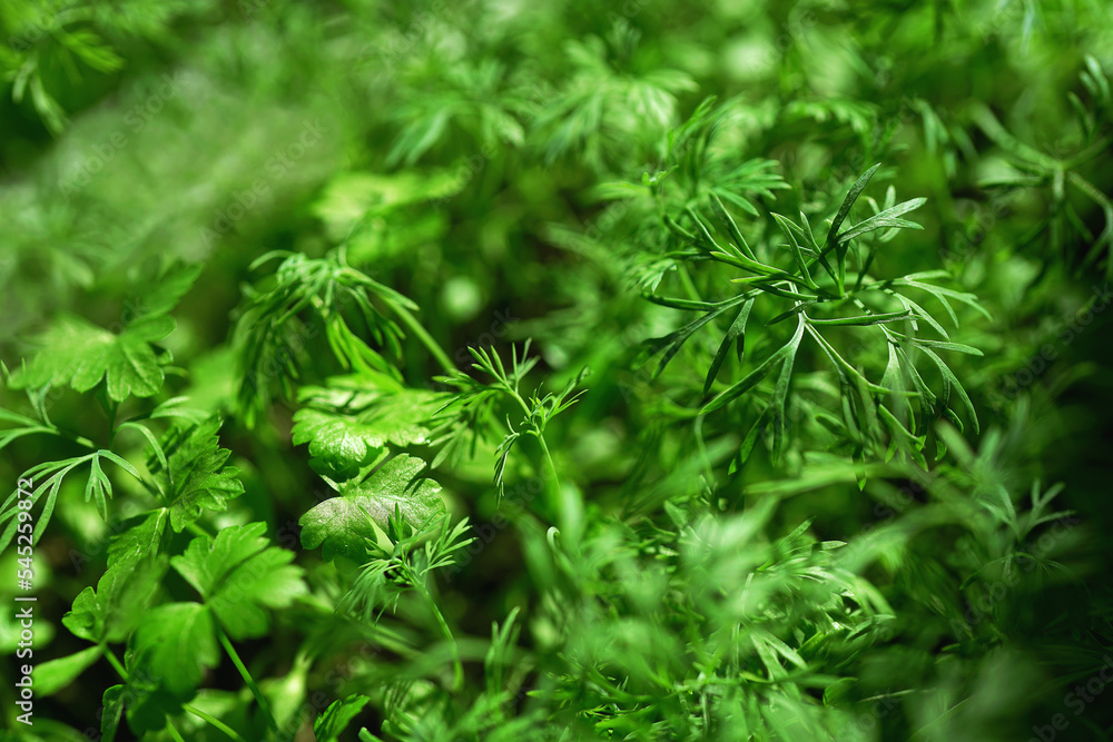 organic greens parsley and dill close-up organic greens parsley and dill close-up