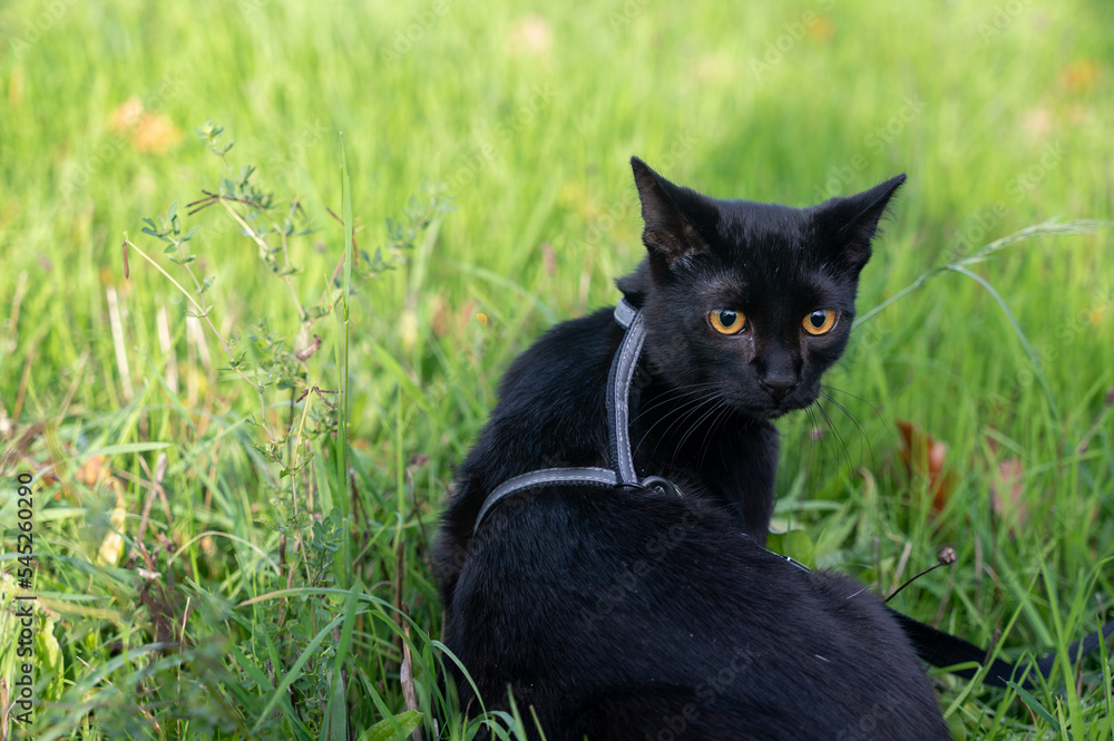 A Black cat sits in the grass