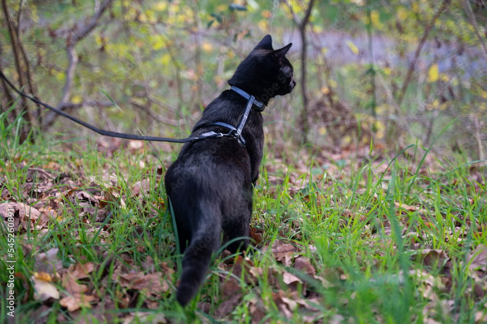 A curious black cat on a leash discovers nature A curious black cat on a leash discovers nature