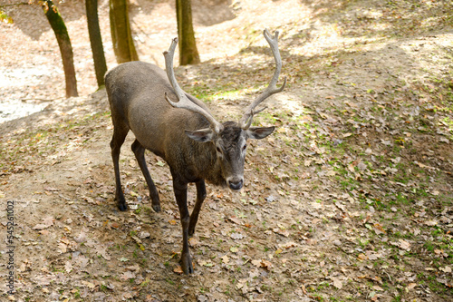 Cervidae.Buck deer spreading antlers walk in the reserve. © GRON777