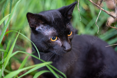 Fotografie, Obraz Black cat sits in the grass