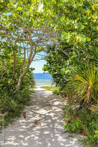 View of a sandy ocean beach through tropical trees in Florida