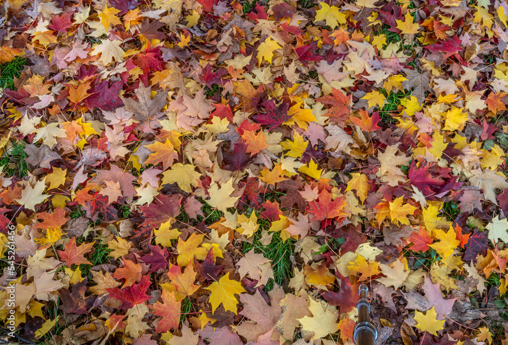 Autumn leaves in forest Autumn leaves in forest