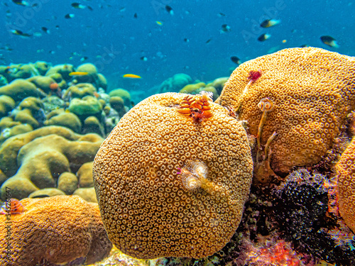 Caribbean coral garden photo