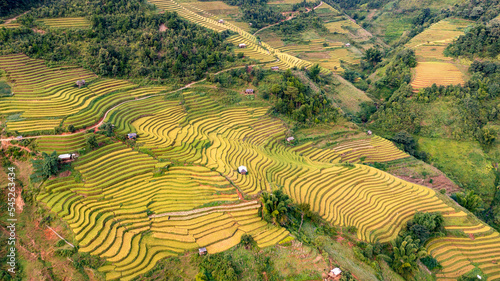 Rice fields on terraced prepare the harvest at Northwest Vietnam.