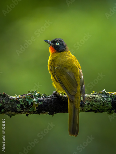 Fotografie flame throated bulbul bird perched on tree branch