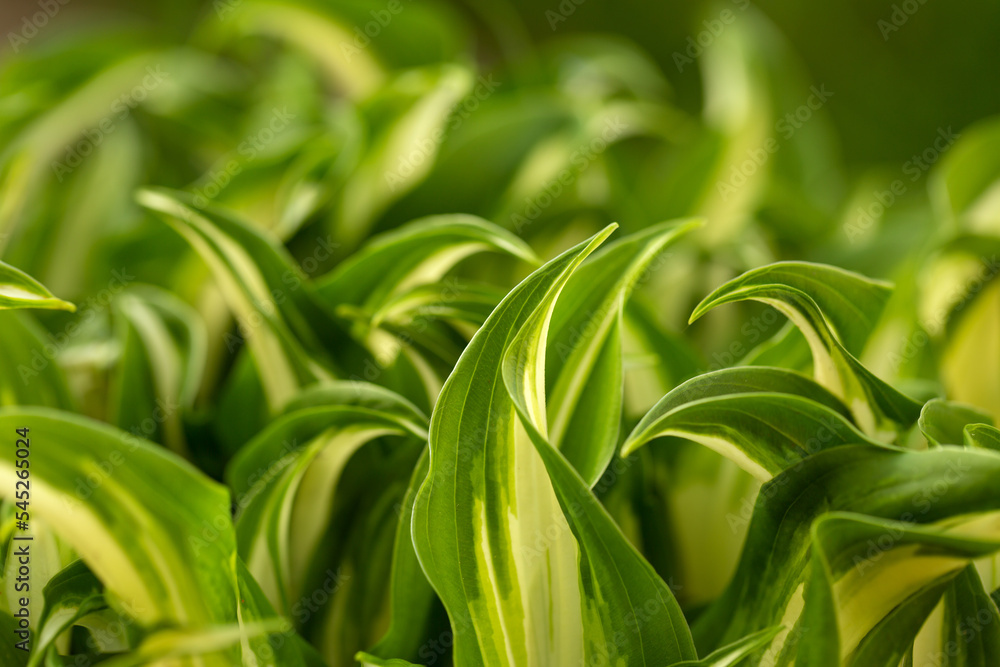 Obraz premium Abstract green leaves texture