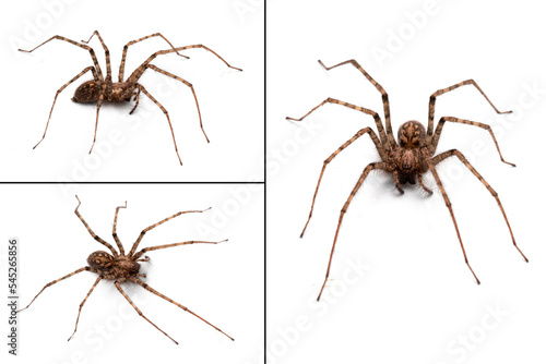Tegenaria parietina, different views of a funnel weaver on white background.
