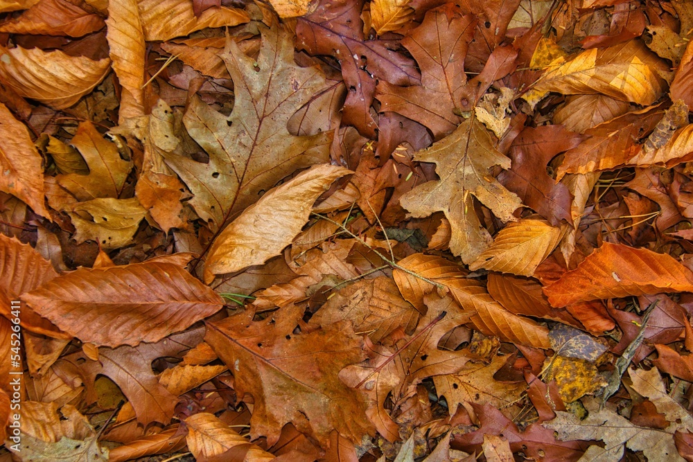 Fallen Autumn Leaves Form Natural Pattern