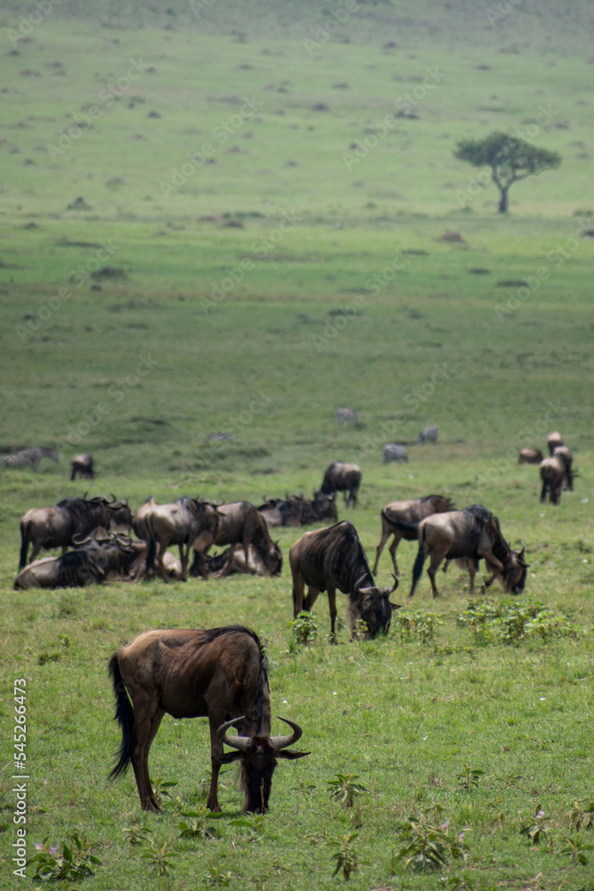Wildebeests eating grass in Kenya during the great animal migration Wildebeests eating grass in Kenya during the great animal migration