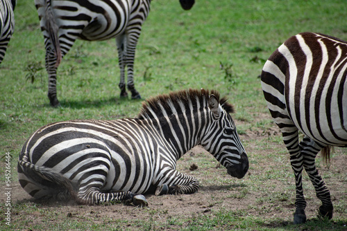 Zebra is lying on green grass surrounded by other zebras