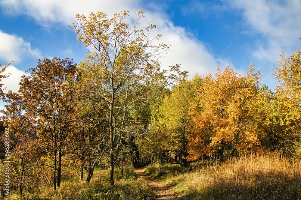 Hiking Trail Leads Through Colorful Autumn Forest