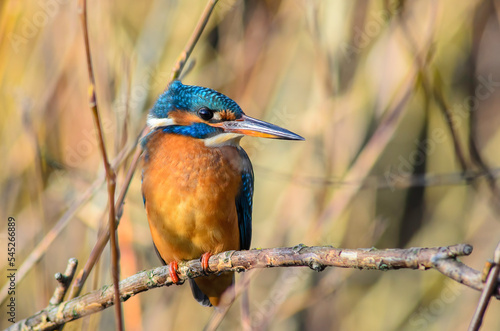 Female Kingfisher, Alcedo atthis, perched on a tree branch, blurred background
