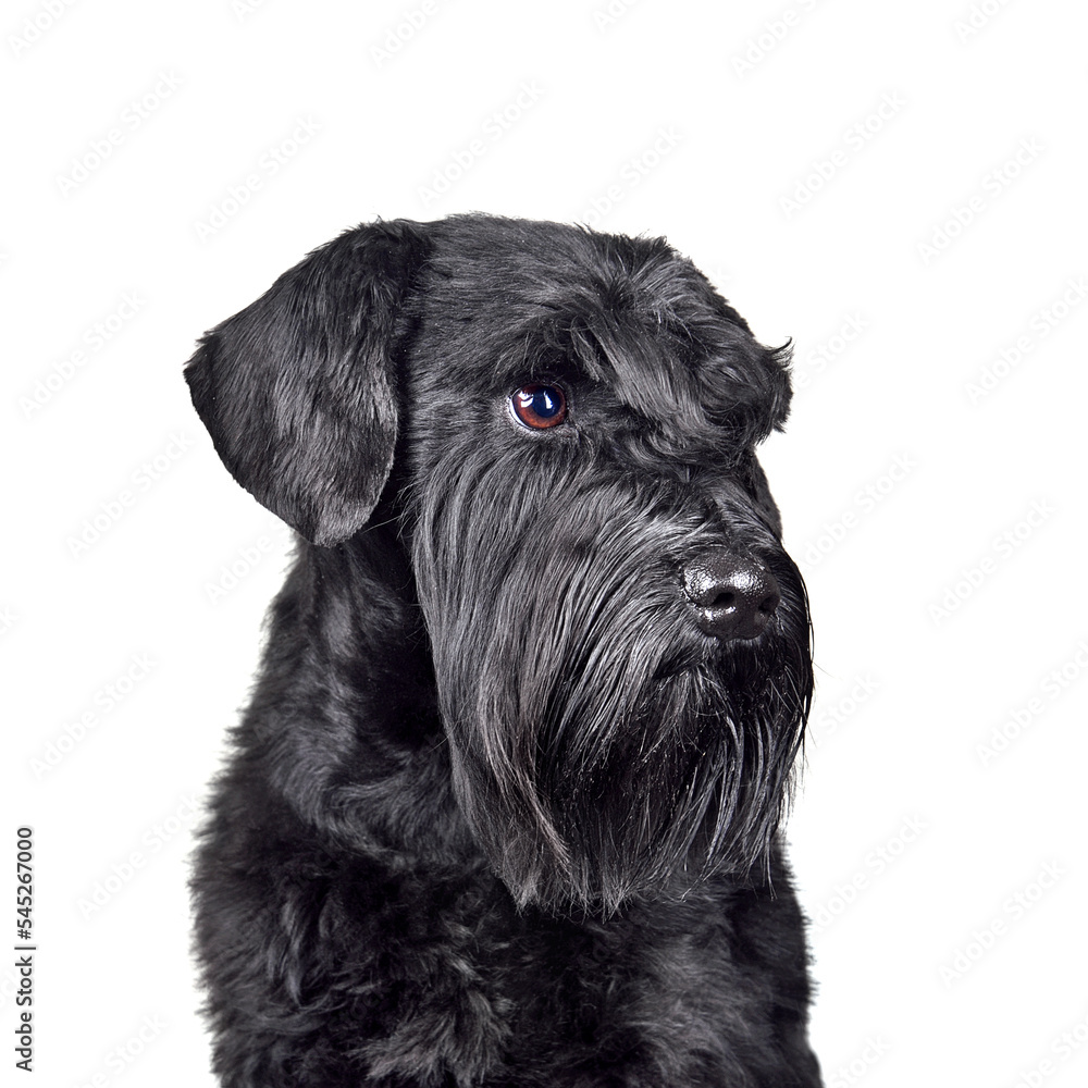 Black cute miniature schnauzer puppy