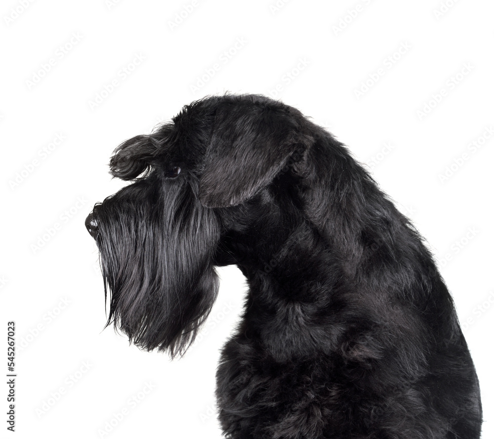 Black cute miniature schnauzer dog