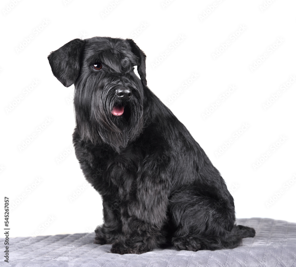 Cute miniature schnauzer puppy