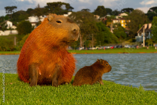 Capybaras in Barigui Park in Curitiba. photo