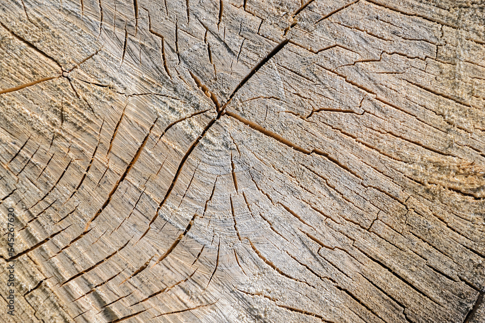 Fototapeta premium wood cut texture