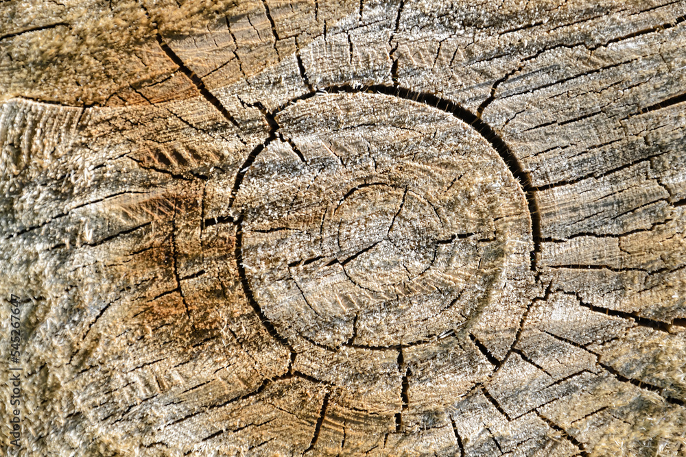 Fototapeta premium wood cut texture