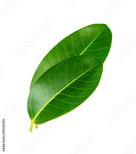 Two green ficus leaves closeup isolated on white background