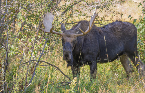 Wallpaper Mural Bull Moose During the Rut in Wyoming in Autumn Torontodigital.ca