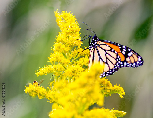 butterfly on yellow flower © Kathy L