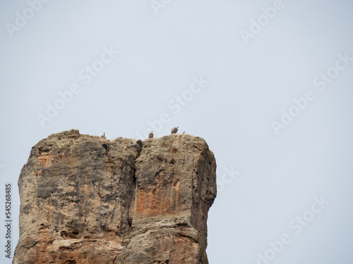 Buitres en una roca descansando