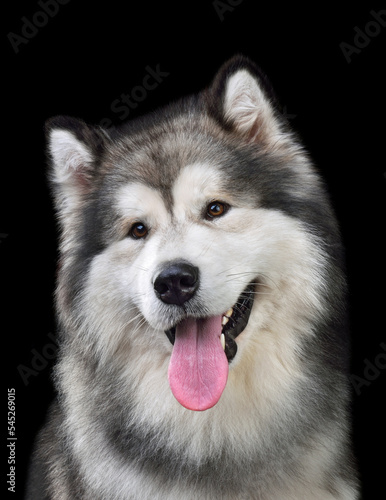 Cute Alaskan Malamute dog