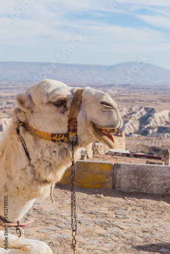 camel in cappadocia