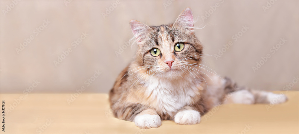 Cute cat looking at the camera. Cat is lying on beautiful yellow background. Place for text. Cat rests. Beautiful Kitten with big green eyes close up. Pet. Without people. Web banner with copy space Cute cat looking at the camera. Cat is lying on beautiful yellow background. Place for text. Cat rests. Beautiful Kitten with big green eyes close up. Pet. Without people. Web banner with copy space