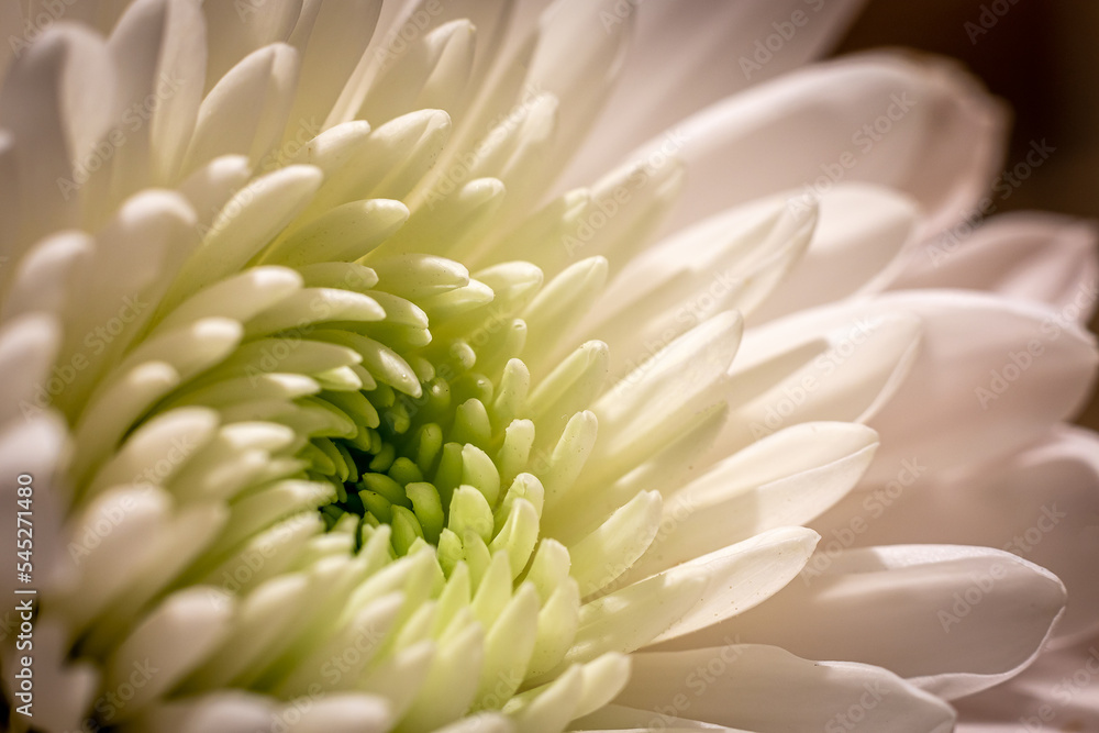 close up of chrysanthemum close up of chrysanthemum