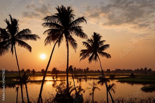 India, Karnataka, Hampi, Palm trees surrounding rice paddy at sunset
