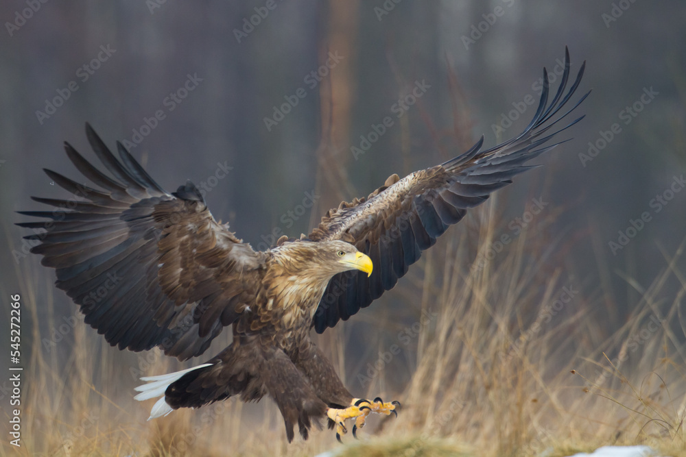 Majestic predator White-tailed eagle, Haliaeetus albicilla in Poland wild nature Majestic predator White-tailed eagle, Haliaeetus albicilla in Poland wild nature