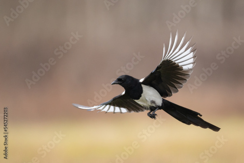 The Eurasian Magpie or Common Magpie or Pica pica, flying bird with blurred background, winter time