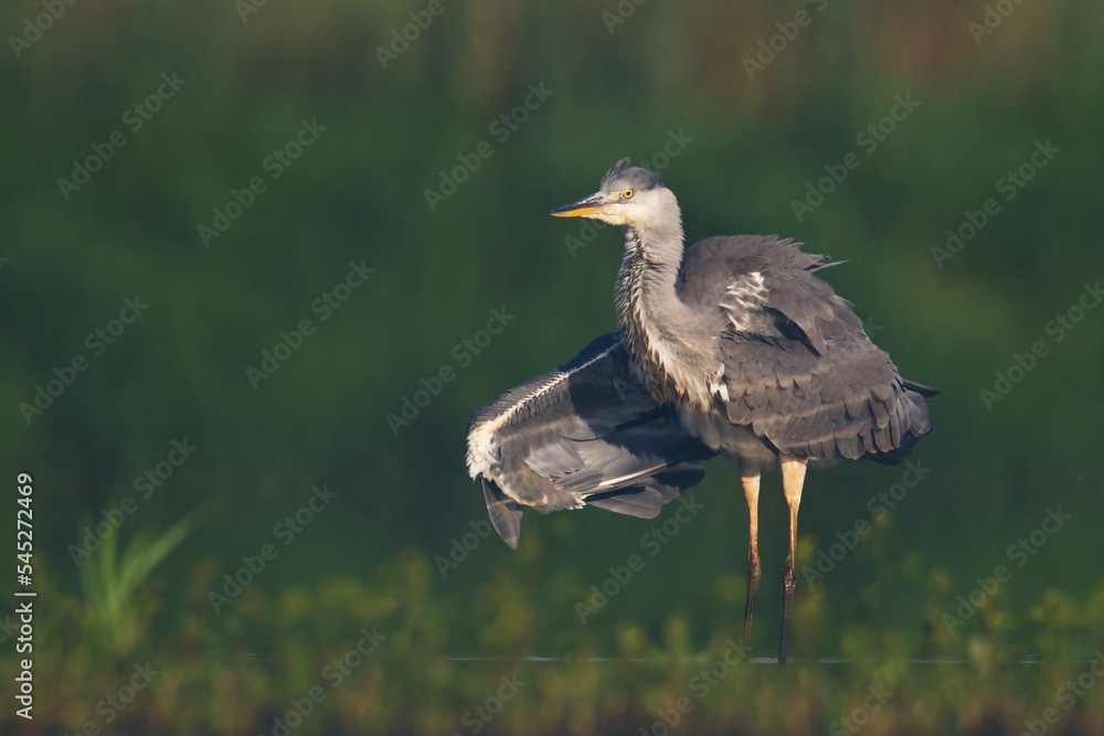 Bird Grey heron, gray heron Ardea cinerea bird on dark green background, hunting time Bird Grey heron, gray heron Ardea cinerea bird on dark green background, hunting time