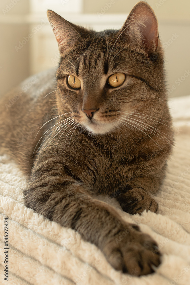 Beautiful gray cat with yellow eyes lies on the bed in the room. Vertical photo