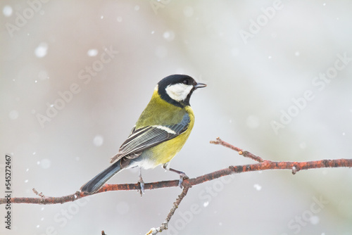 Colorful great tit Parus major perched on a tree, photographed in horizontal, amazing background 