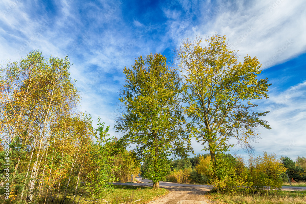 Obraz premium Landscape autumn road with colourful trees, autumn Poland, Europe and amazing blue sky with clouds, sunny day