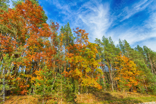 Landscape autumn road with colourful trees, autumn Poland, Europe and amazing blue sky with clouds, sunny day