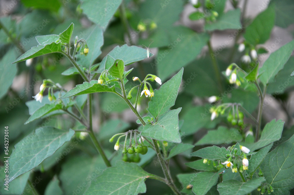 In nature grows nightshade (Solanum nigrum) In nature grows nightshade (Solanum nigrum)